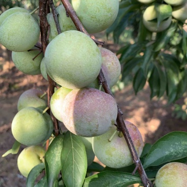 半边红李子茵红李大量上市有需要的联系我合作共赢