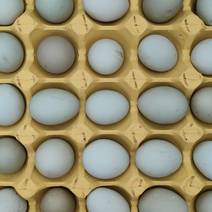 精选绿壳鸡蛋大量现货保质保量对接各大电商批发商