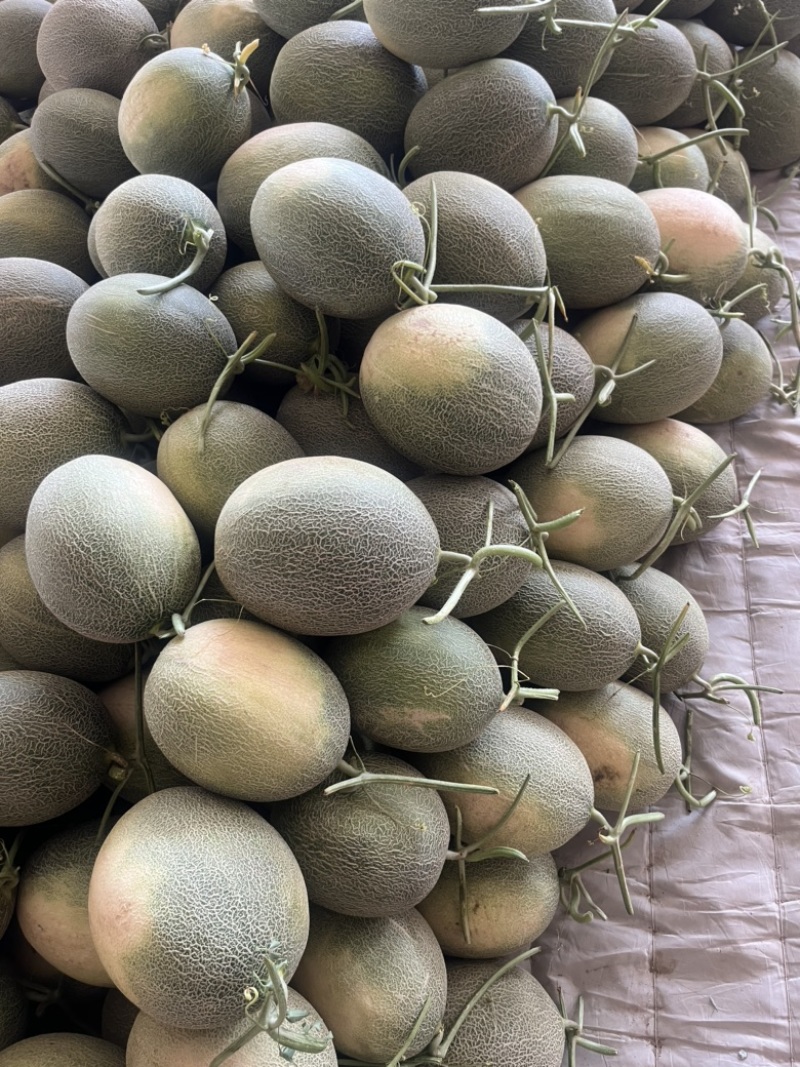 甘肃民勤沙漠蜜瓜，西州蜜17大量供应，货源充足。