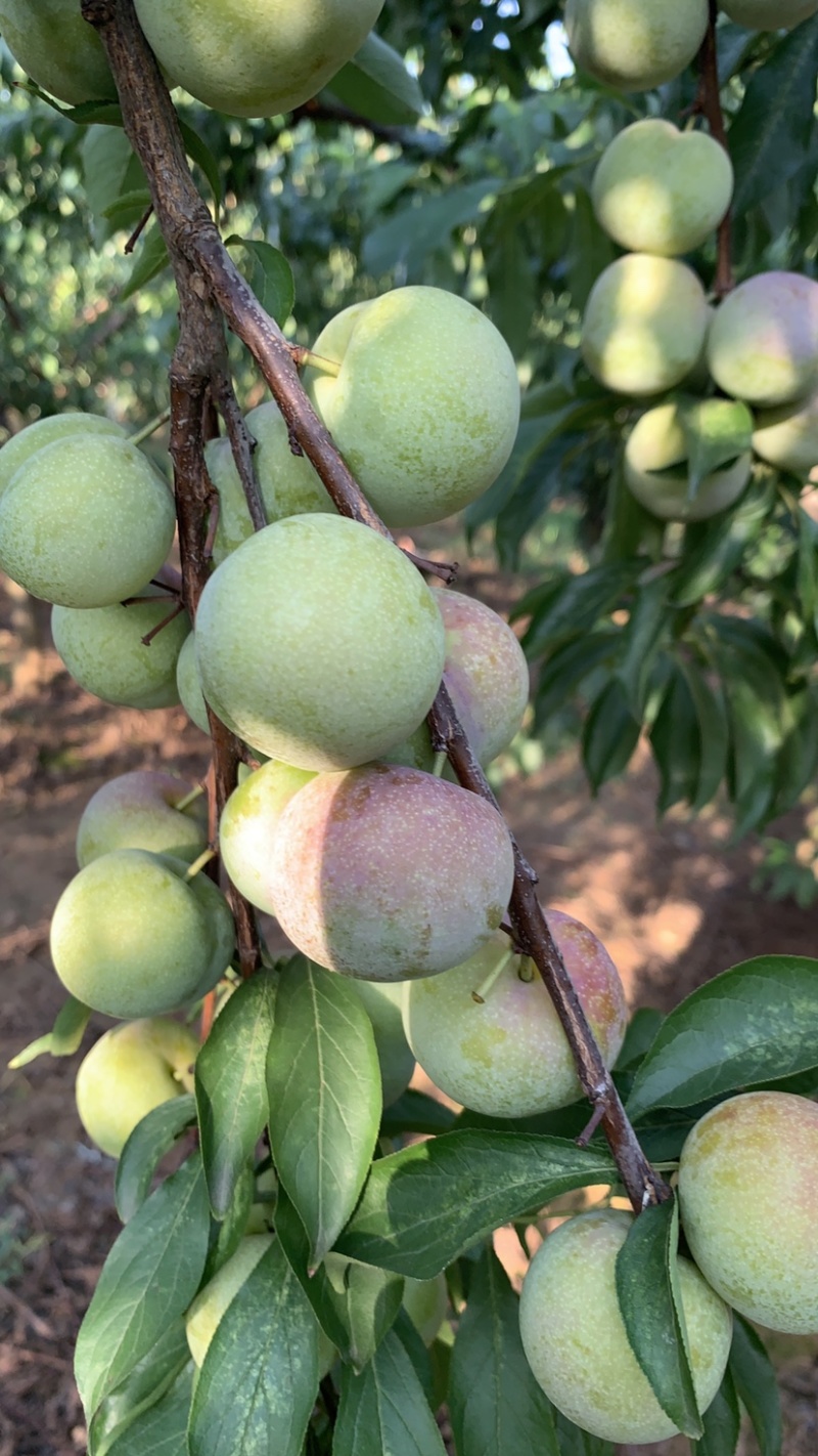 半边红李子茵红李大量上市有需要的联系我合作共赢