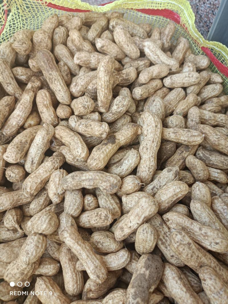 山东四粒红鲜花生上市了带壳，颜色好看，欢迎新老客户前来选