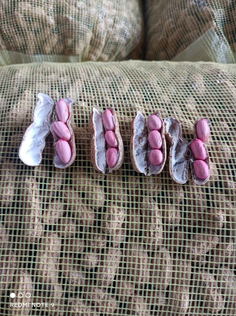 山东四粒红鲜花生上市了带壳，颜色好看，欢迎新老客户前来选