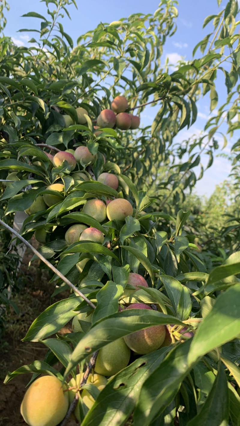 半边红李子茵红李大量上市有需要的联系我合作共赢