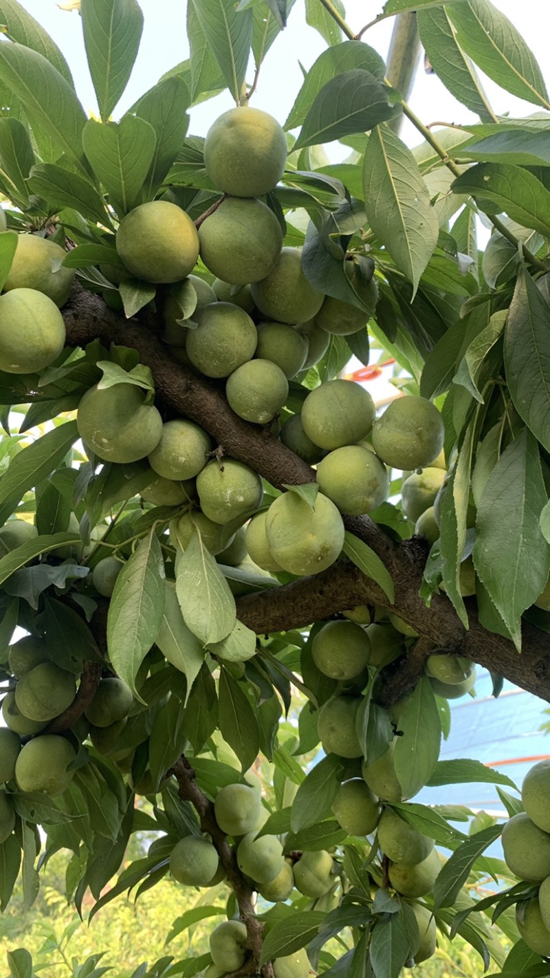 半边红李子茵红李大量上市有需要的联系我合作共赢