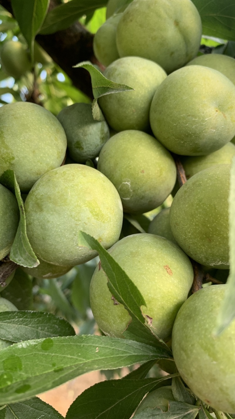 半边红李子茵红李大量上市有需要的联系我合作共赢