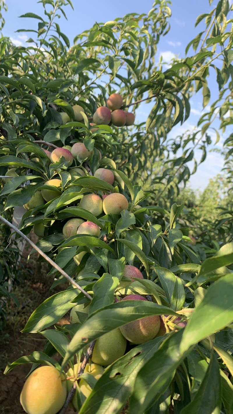半边红李子茵红李大量上市有需要的联系我合作共赢
