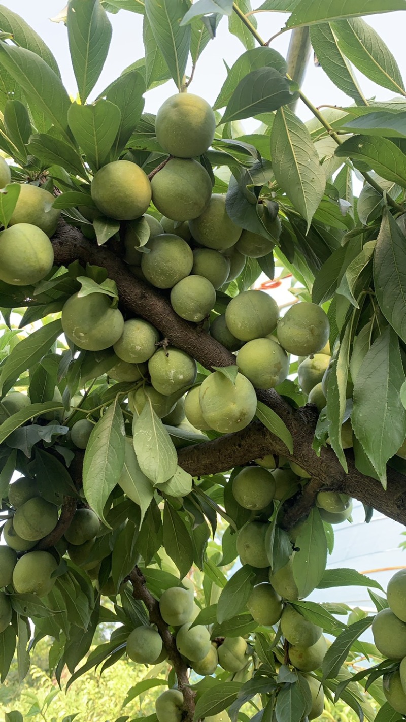 半边红李子茵红李大量上市有需要的联系我合作共赢