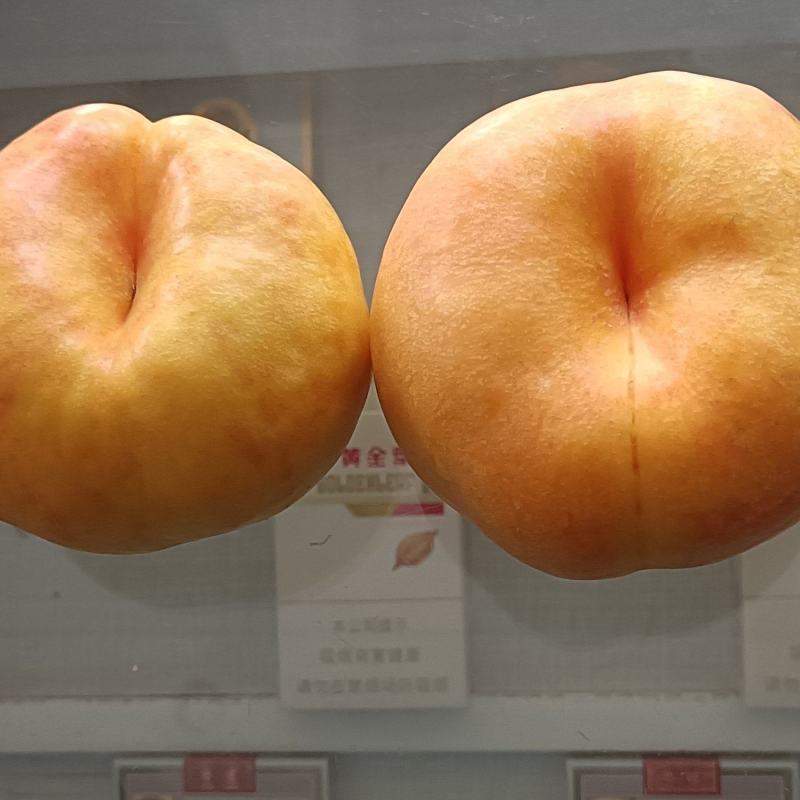 油蟠七号
