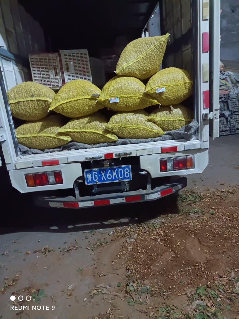 四粒红鲜花生大量上市，马耳山下的山岒地，颜色好看，欢迎前