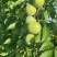 我是原产地，长期供货，长期合作