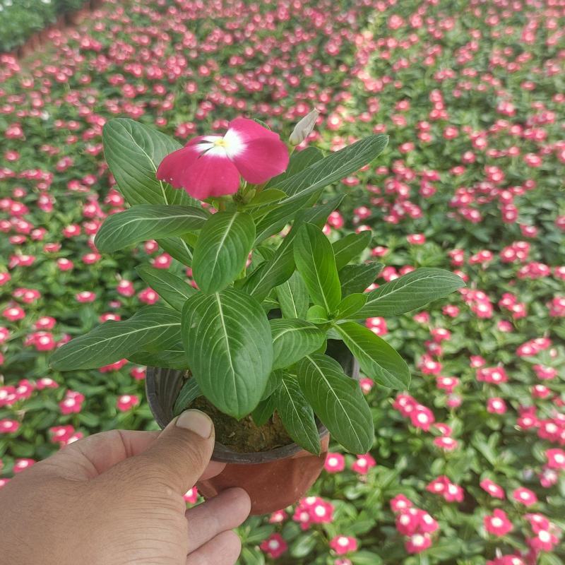 天天开草花盆栽，11cm双色盆，基地大量现货