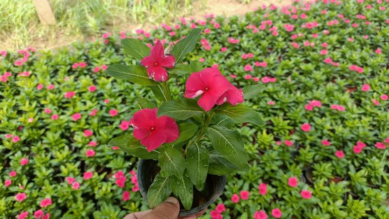 天天开草花盆栽，11cm双色盆，基地大量现货
