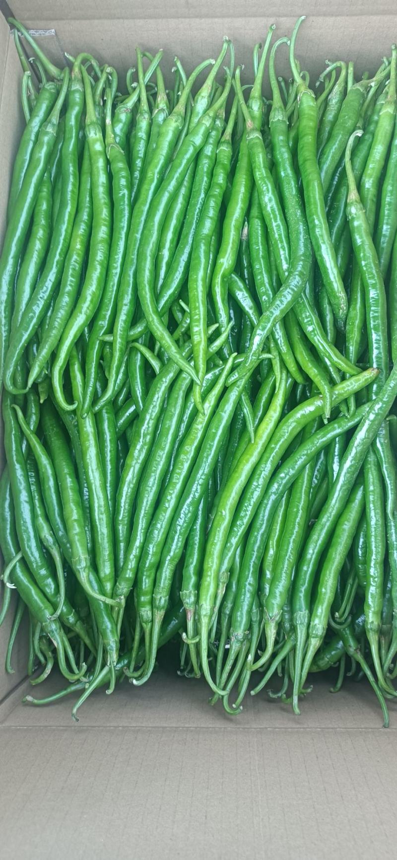 二荆条，三号青线椒
