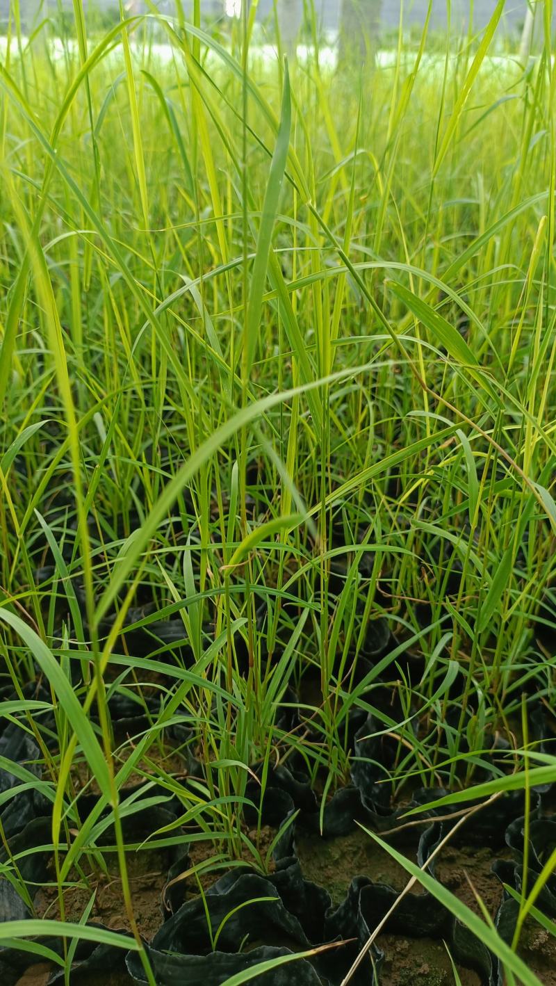 火焰彩叶草盆栽，坤盛花卉基地大量现货批发