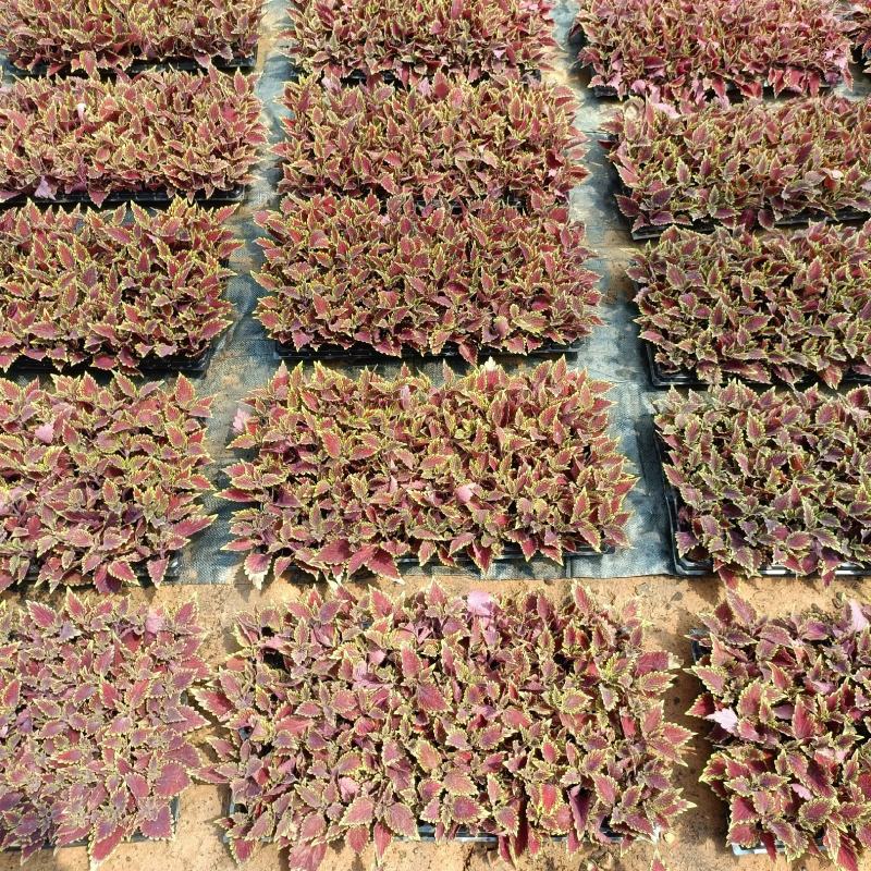 火焰彩叶草盆栽，坤盛花卉基地大量现货批发