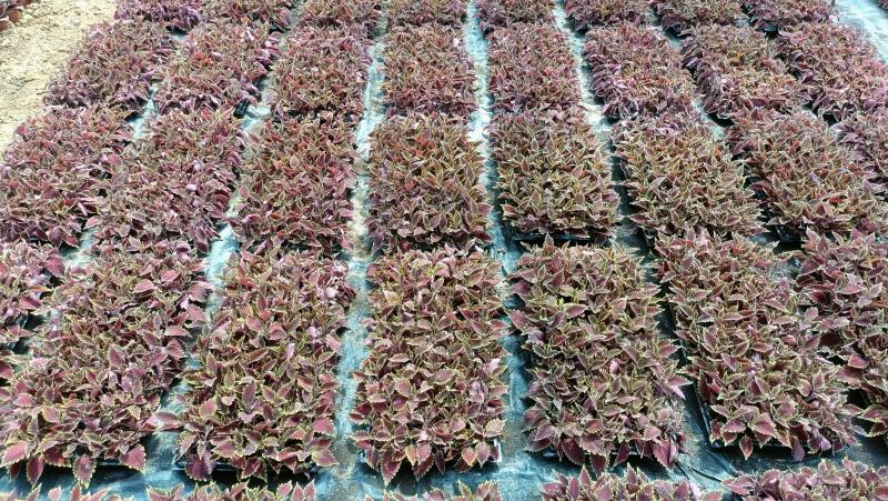火焰彩叶草盆栽，坤盛花卉基地大量现货批发