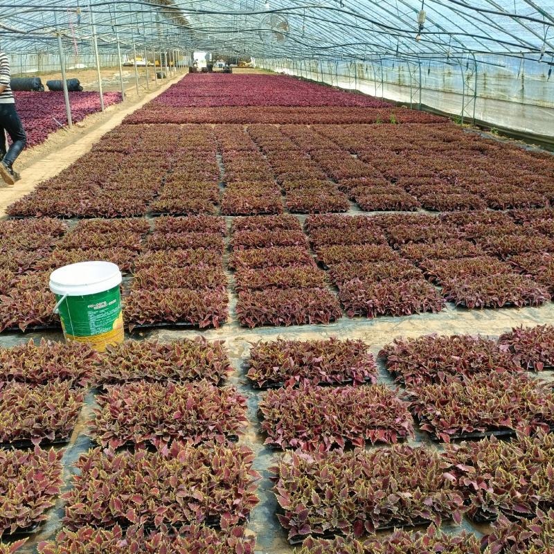 火焰彩叶草盆栽，坤盛花卉基地大量现货批发