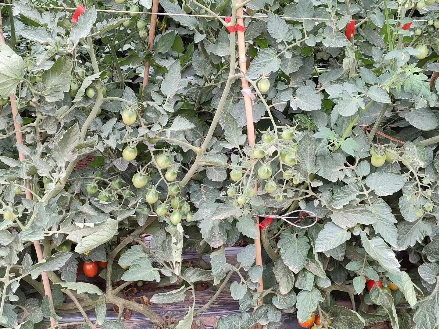 两排并列摆放的番茄果实,左侧为橙黄色、椭圆形的千禧圣女果,果面光滑有光泽;右侧为红色、偏圆球形的传统圣女果,果实较小,表面略显 dull。背景为白色布纹,上方标注‘千禧 vs 普通圣女果’ 千禧圣女果与普通圣女果对比图