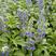 双色盆蓝花鼠尾草盆花，时令草花品种，坤盛基地大量现货