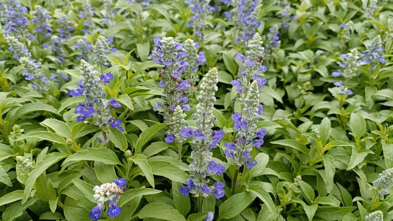 双色盆蓝花鼠尾草盆花，时令草花品种，坤盛基地大量现货