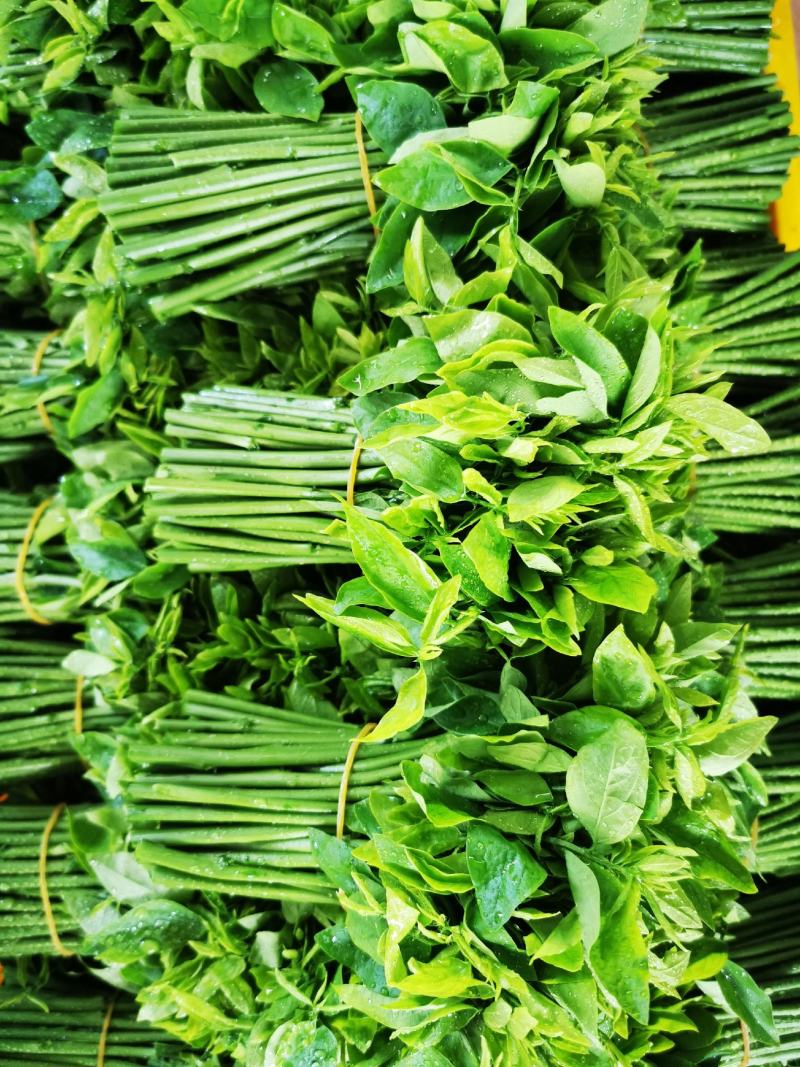 树仔菜（野菜）