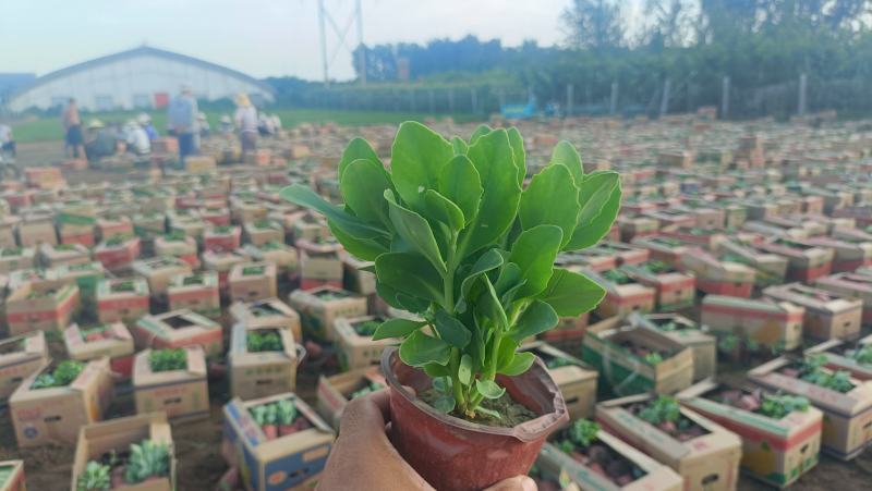 八宝景天双色盆苗，坤盛苗木基地100万棵现货