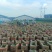 八宝景天双色盆苗，坤盛苗木基地100万棵现货