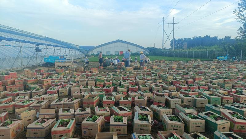八宝景天双色盆苗，坤盛苗木基地100万棵现货