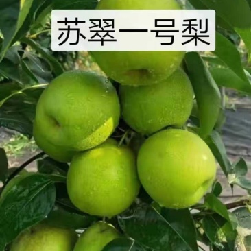 【精品】河北深州青皮皇冠大量上市脆甜多汁对接全国市场