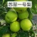 【精品】河北深州青皮皇冠大量上市脆甜多汁对接全国市场