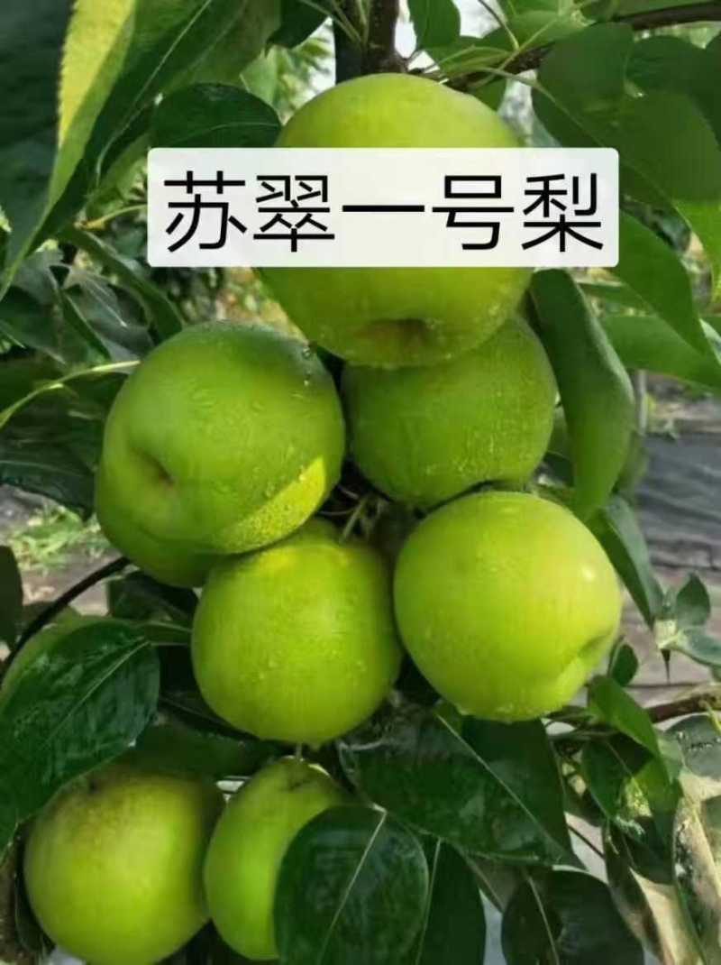【精品】河北深州青皮皇冠大量上市脆甜多汁对接全国市场