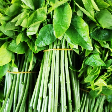 树仔菜（野菜）