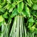 树仔菜（野菜）