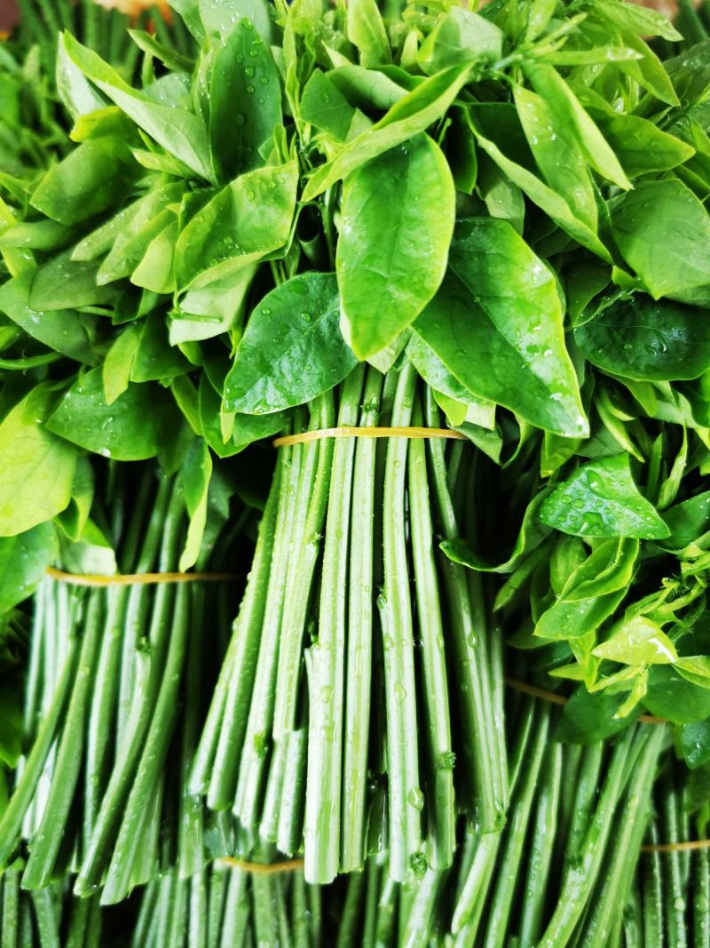 树仔菜（野菜）