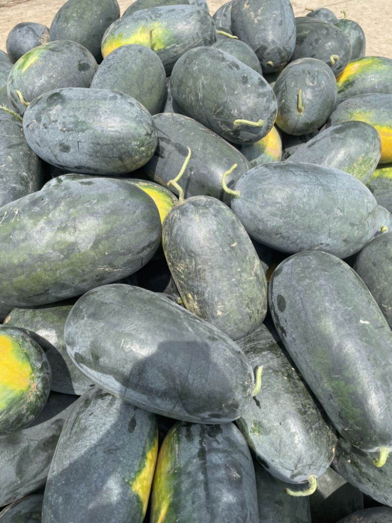 河南黑美人西瓜🍉产地一手质量保证电商优选量大价优