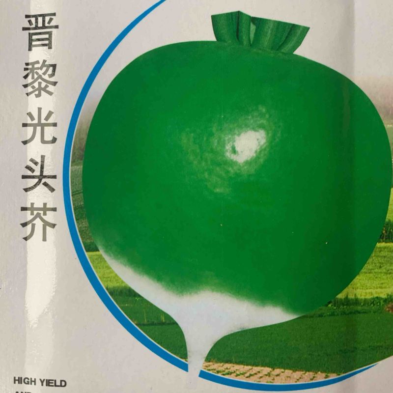 光头芥，芥菜肉质细密口感脆风味佳耐热抗病