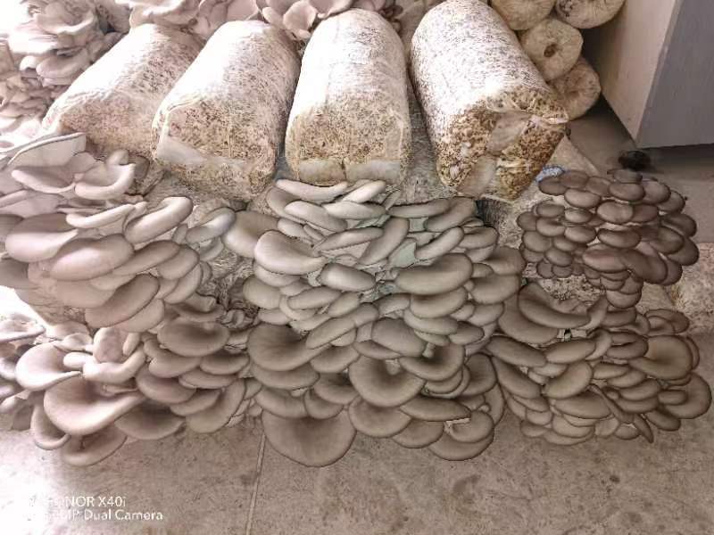 出售榆黄蘑平菇出菇菌包，