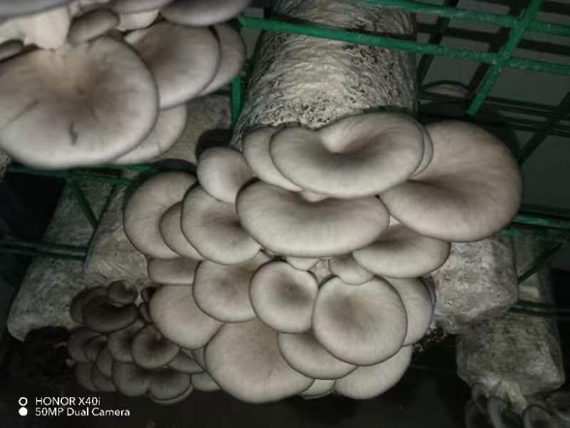 出售榆黄蘑平菇出菇菌包，