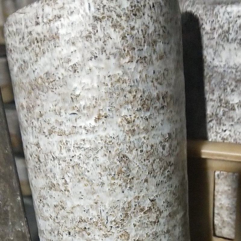 出售榆黄蘑平菇出菇菌包，