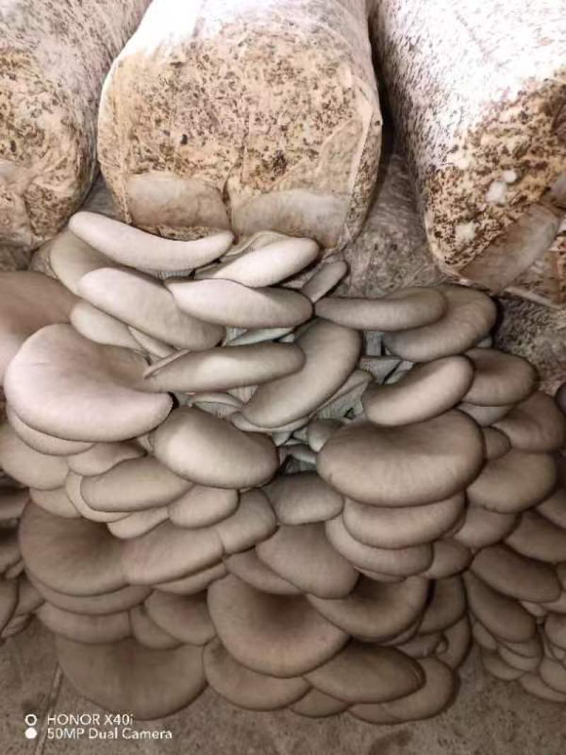 出售榆黄蘑平菇出菇菌包，