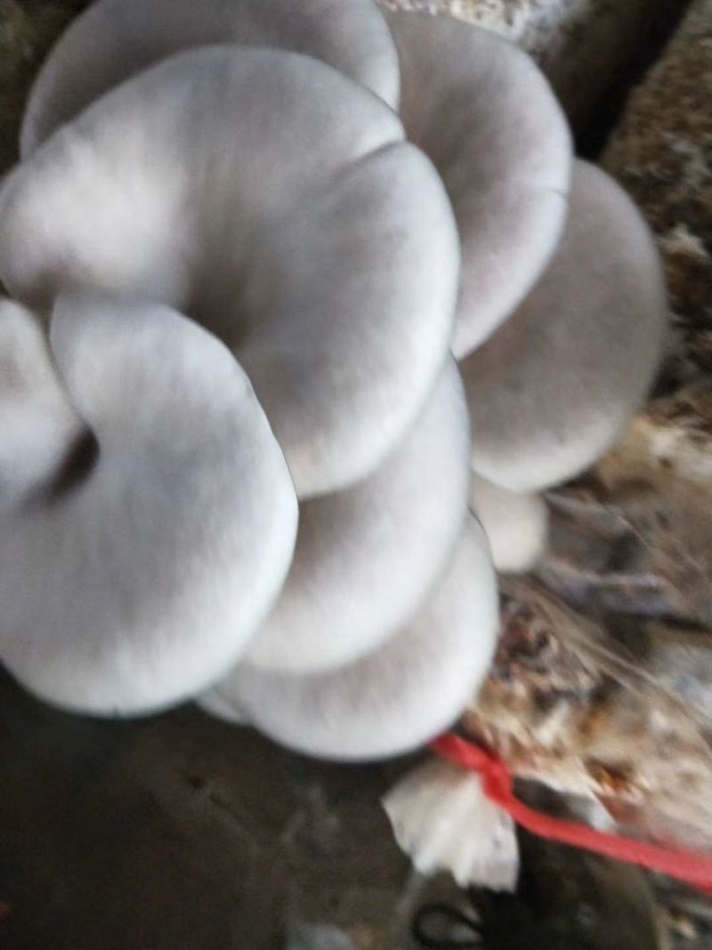 出售榆黄蘑平菇出菇菌包，