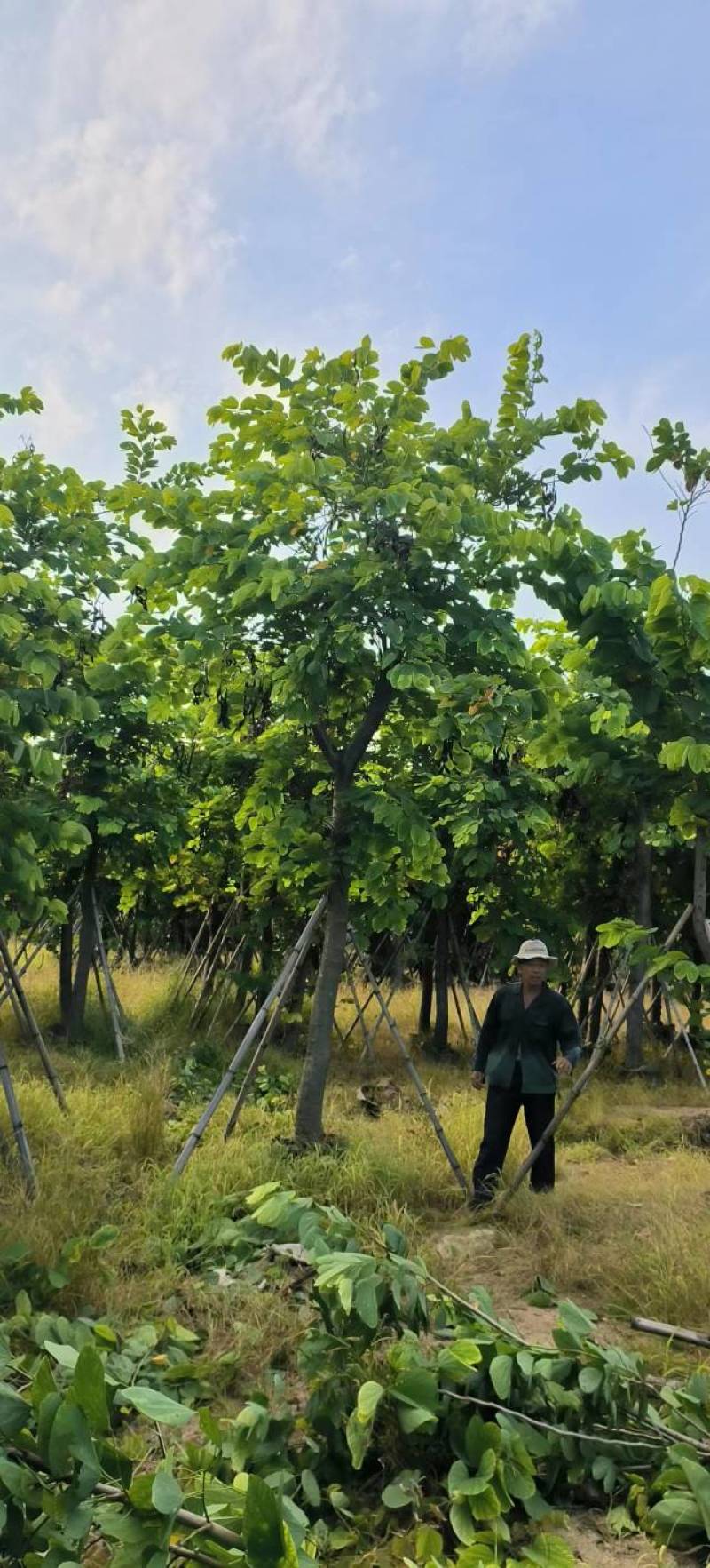出售洋蹄甲洋紫荆移植袋苗5-15公分需要的老板联系