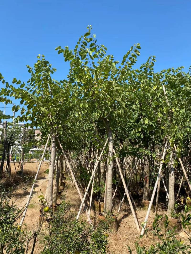 出售洋蹄甲洋紫荆移植袋苗5-15公分需要的老板联系