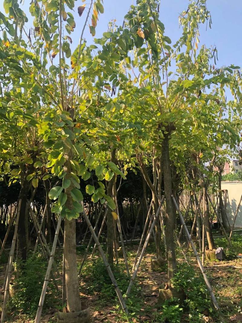 出售洋蹄甲洋紫荆移植袋苗5-15公分需要的老板联系