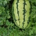 金花绿宝大量上市