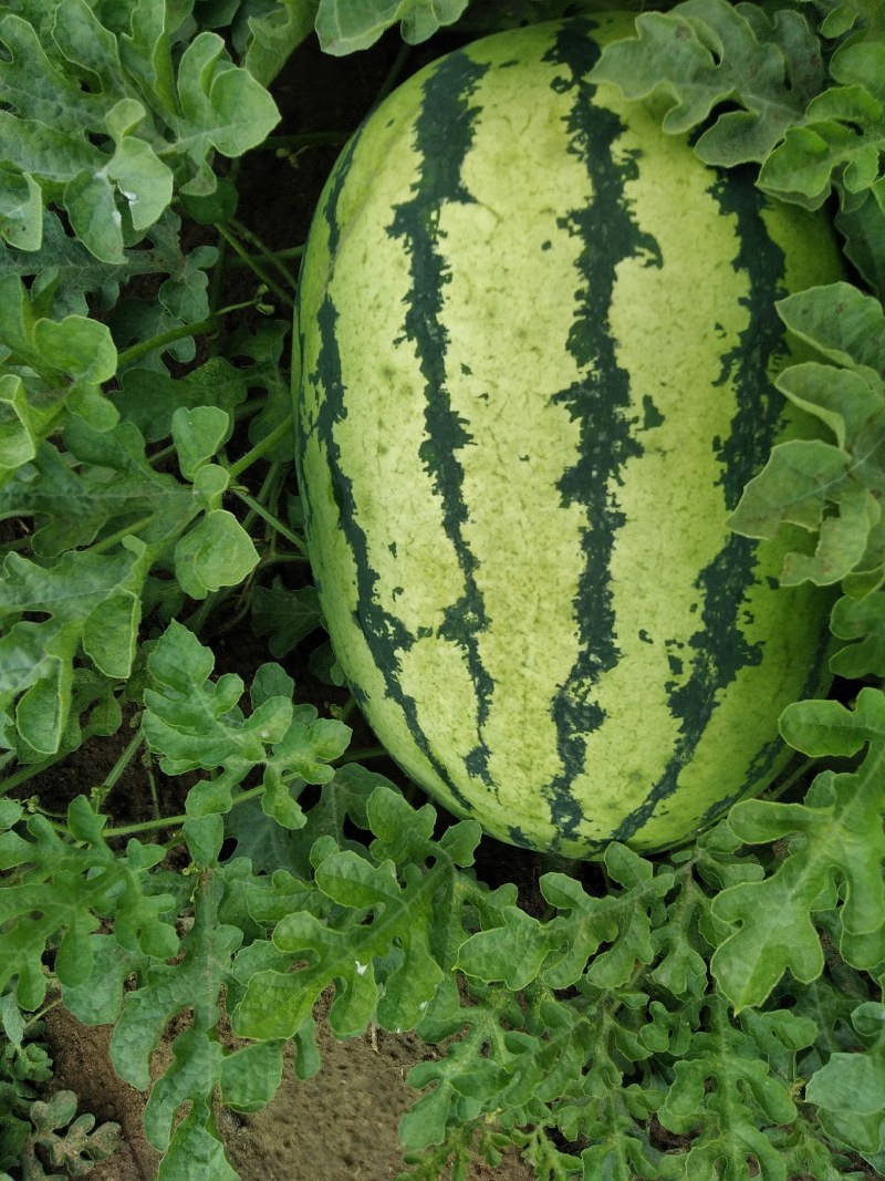金花绿宝大量上市