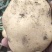 扶余，885，实验一，沃土5，陆续上市