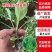 精品牛心/鸡心尖包甘蓝苗大量供应，放心品质，量大从优。