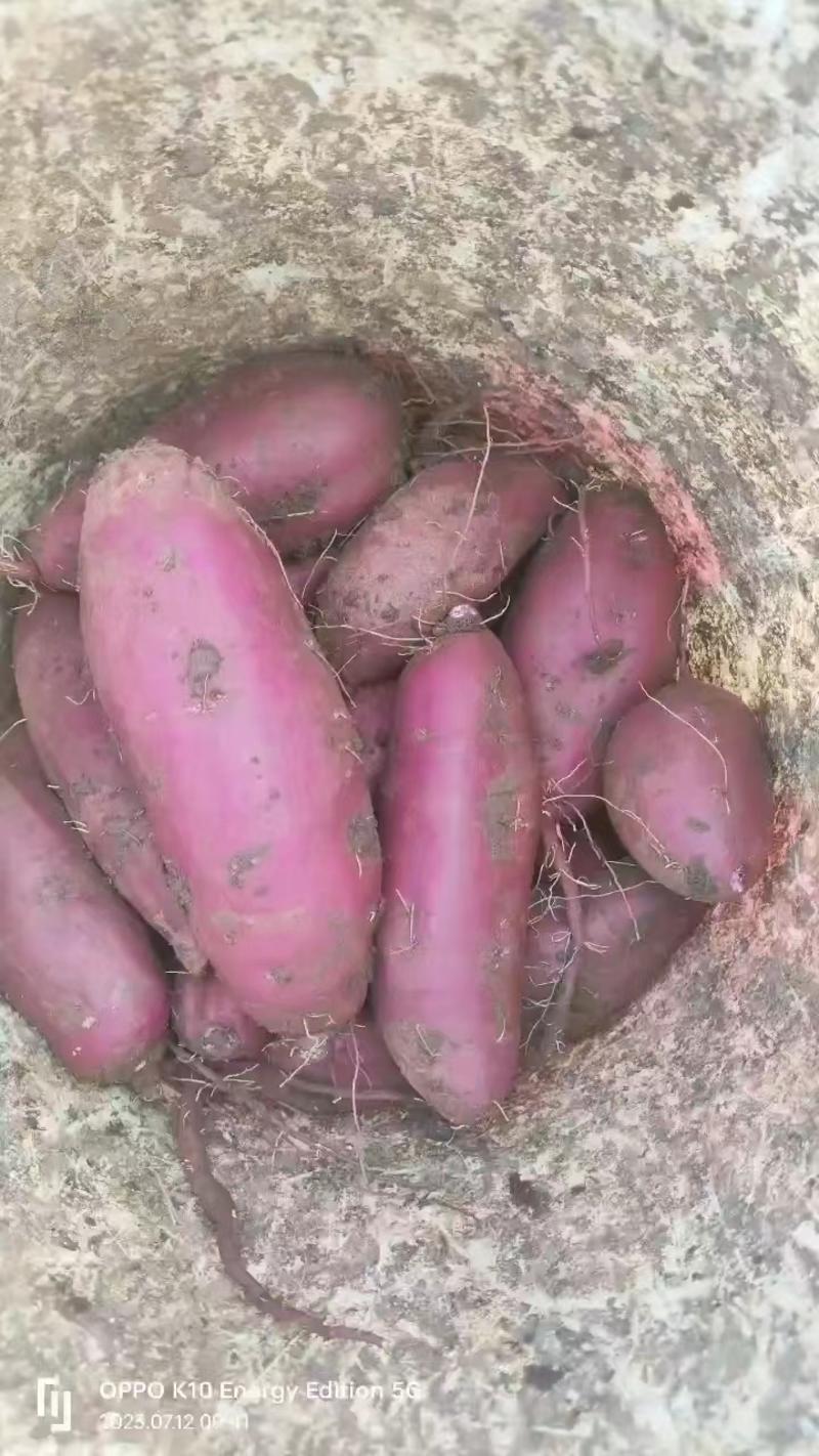 襄阳紫薯，大量上市，产地直发，量大从优，现挖现发