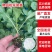 优质散花苗有机松花苗65天/88天/108天大型苗场直销